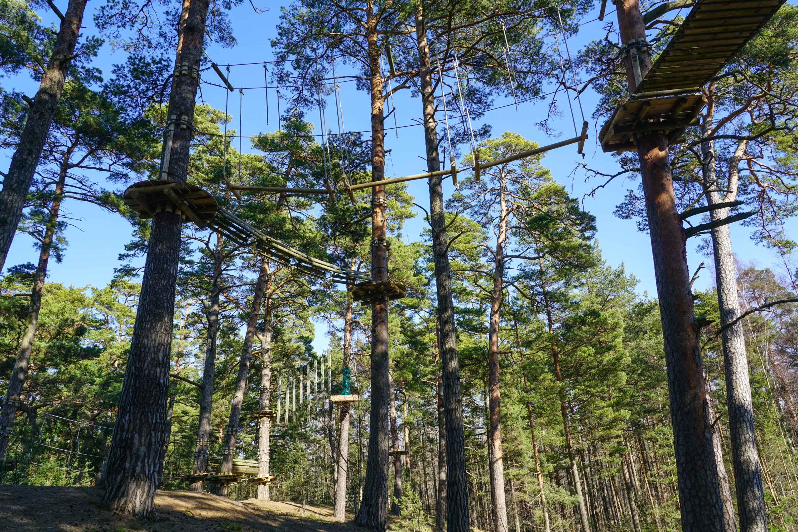 High rope and logs bridge in a pine forest, part of a ropes course in adventure park