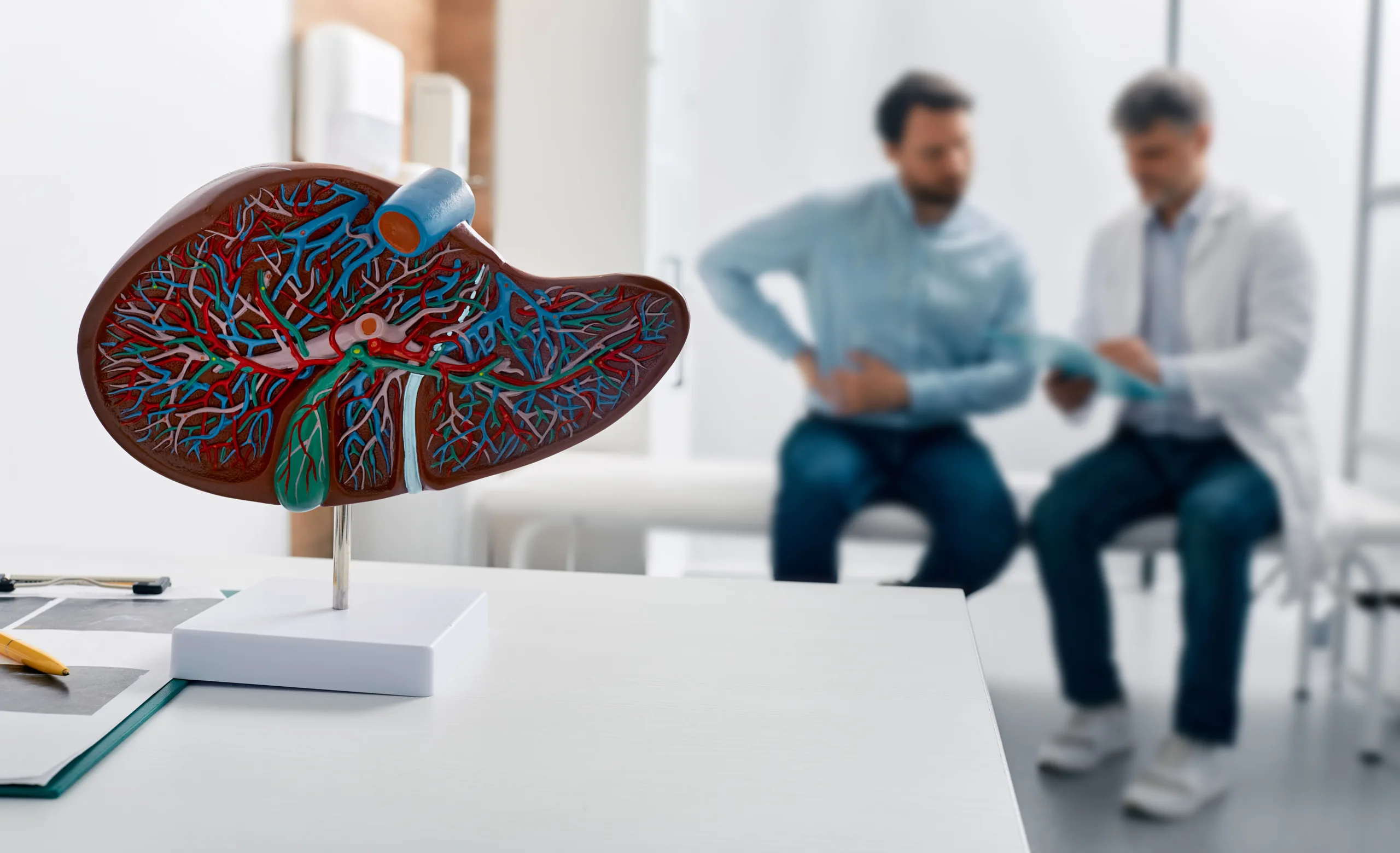 Liver anatomical model on doctor's table during hepatologist consultation for patient with side pain in background. Treatment liver diseases in medicine, conceptual image